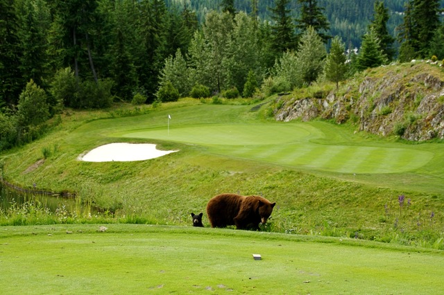 Image result for wild animal golf